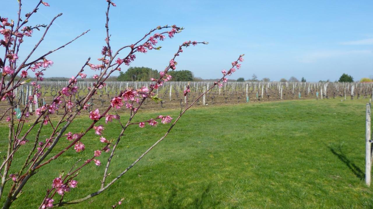 L'Ecrin Au Coeur Des Vignes Villa Saint-Georges-sur-Cher Eksteriør billede